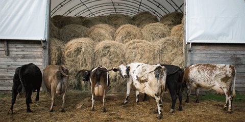Six cows eating hay out of a barn. 