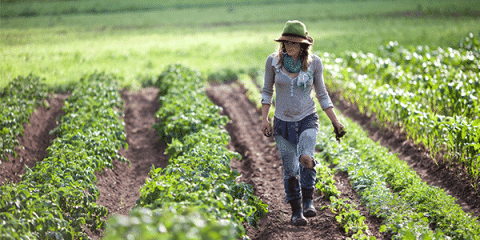 a woman with a hat in a field growing leafy greens
