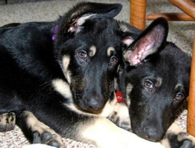 German Shephard Puppies