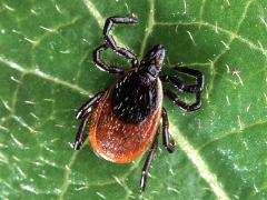 blacklegged tick on plant