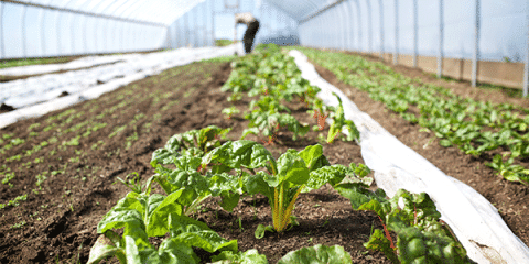Image of Swiss chard growing in a high tunnel with a person working in the background