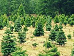 christmas tree farm